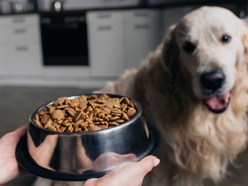 Cropped view of woman holding bowl with pet food near cute retriever dog