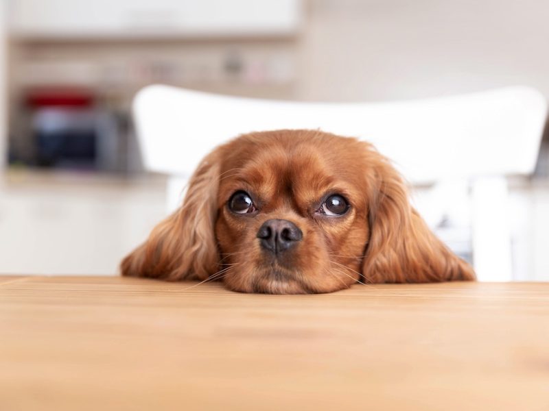 Cute dog sitting behind the kitchen table